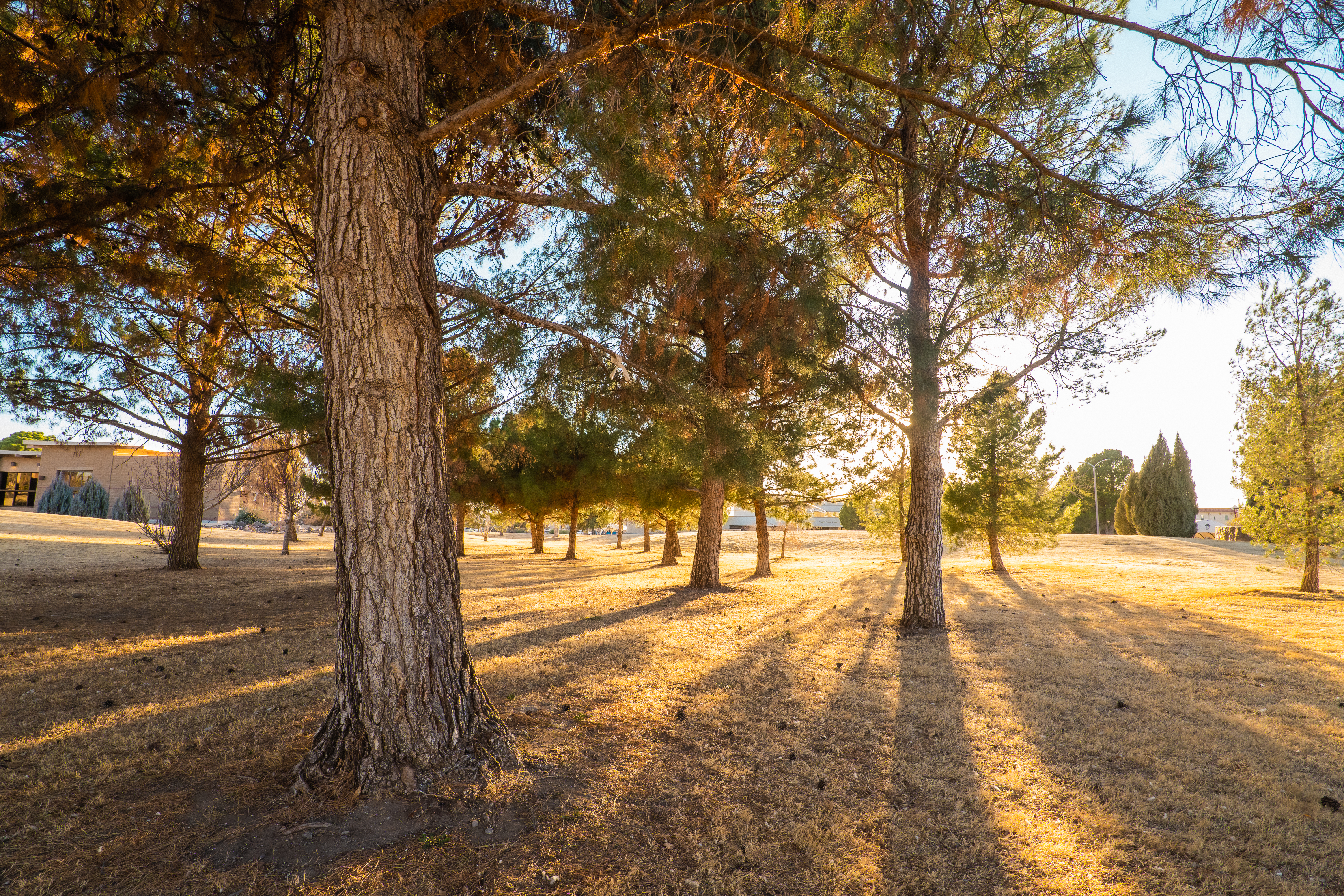 Spring blossoms framing a sunlit building with a tower against a clear blue sky.