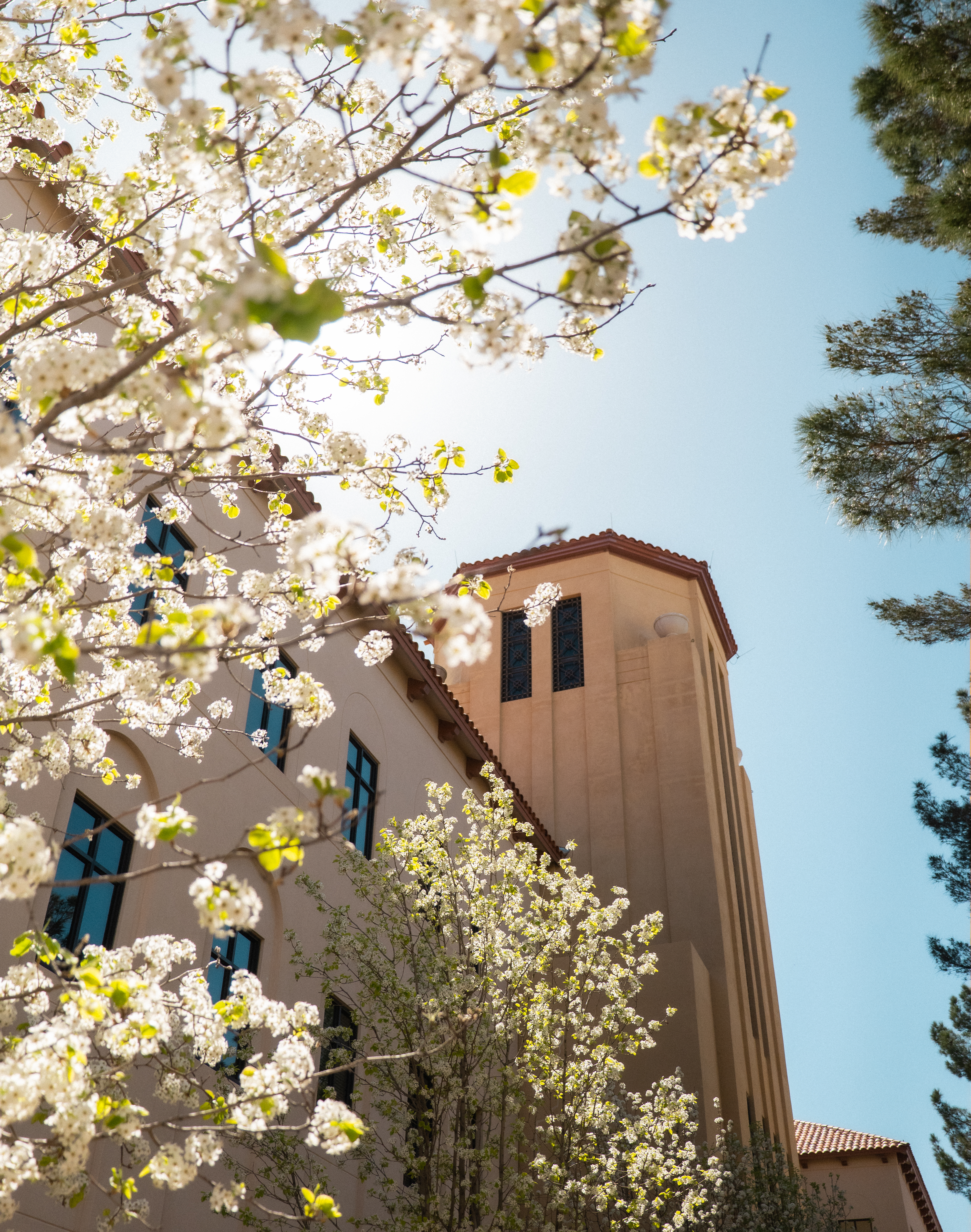 White spring blossoms frame a tan building with a tower against a clear blue sky.